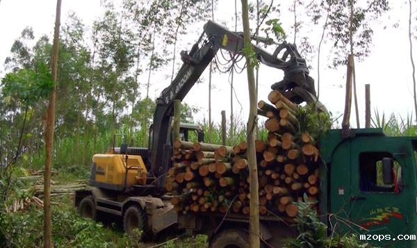 mzops95抓木机广西桉树装车作业