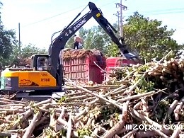 mzops抓木机助力甘蔗丰收季装运