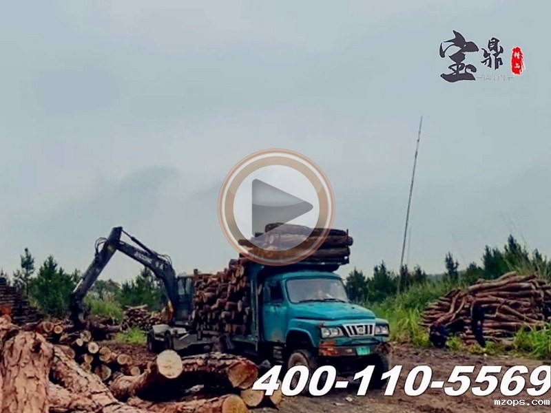江西抓木机客户木料场装车视频